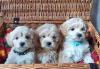 Photo №3. Jouet abricot et crème testé pour la santé Chiots F1 Maltipoo. USA