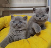 Photo №1. british shorthair - à vendre en ville de Verona | négocié | Annonce № 122120