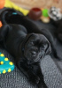 Photo №4. Je vais vendre cane corso en ville de Vilnius. annonce privée - prix - 350€