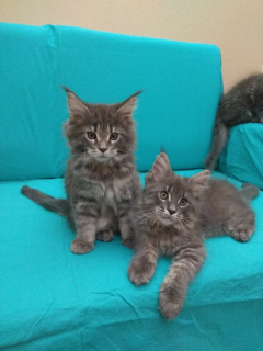 Photos supplémentaires: Maine Coon Chatons