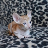 Photo №2 de l'annonce № 114215 de la vente cornish rex - acheter à La finlande 