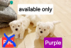 Photo №1. bichon maltais, maltipu - à vendre en ville de New york | 379€ | Annonce №102541