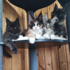 Photo №1. maine coon - à vendre en ville de Mobile | négocié | Annonce № 119972