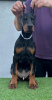 Photo №3. Chiots Dobermann. Serbie