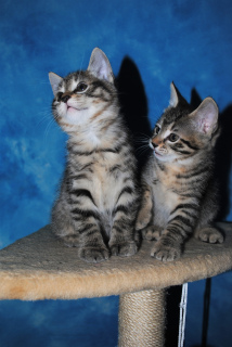 Photos supplémentaires: Disponible pour réserver des chatons Kurilian Bobtail