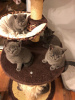 Photo №2 de l'annonce № 37170 de la vente british shorthair - acheter à USA annonce privée