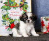 Photo №4. Je vais vendre shih tzu en ville de Штутгарт.  - prix - négocié