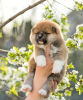 Photos supplémentaires: chiots akita inu