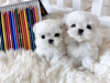 Photo №1. bichon maltais - à vendre en ville de Baltimore | 400€ | Annonce №86376