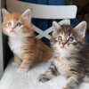 Photo №1. maine coon - à vendre en ville de Reykjavík | 284€ | Annonce № 57206