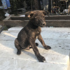 Photo №1. chien bâtard - à vendre en ville de Krasnodar | Gratuit | Annonce №7500