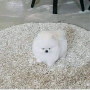 Photo №4. Je vais vendre spitz nain en ville de Chelyabinsk. annonce privée - prix - 331€