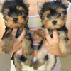 Photo №1. yorkshire terrier - à vendre en ville de Paris | négocié | Annonce №71049