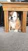 Photo №4. Je vais vendre bulldog anglais en ville de Франкфурт-на-Майне. annonce privée - prix - 300€