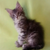 Photo №1. maine coon - à vendre en ville de Антверпен | négocié | Annonce № 62171