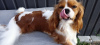 Photo №1. cavalier king charles spaniel - à vendre en ville de Kiev | 1691€ | Annonce №11622