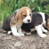 Photos supplémentaires: Chiots Beagle à la recherche d'un foyer pour toujours