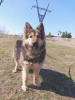 Photo №2 de l'annonce № 50489 de la vente chien bâtard - acheter à Fédération de Russie annonce privée