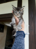 Photo №1. maine coon - à vendre en ville de Edinburgh | 400€ | Annonce № 125553