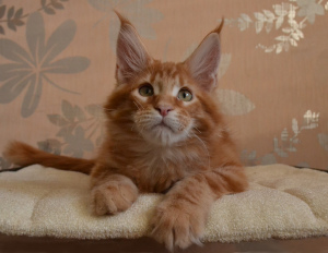 Photo №1. maine coon - à vendre en ville de Magnitogorsk | 359€ | Annonce № 5298