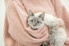 Photos supplémentaires: Le chat thaïlandais Latifa entre de bonnes mains
