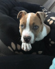 Photo №1. american staffordshire terrier - à vendre en ville de Copenhague | 350€ | Annonce №83364