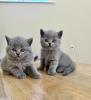 Photo №1. british shorthair - à vendre en ville de Düsseldorf | 350€ | Annonce № 114530