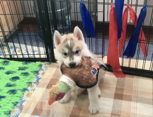 Photo №4. Je vais vendre husky de sibérie en ville de Kaliningrad. de la fourrière - prix - Négocié