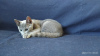 Photos supplémentaires: Un chaton garçon de race Bleu Russe cherche ses parents aimants