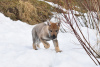 Photo №3. Chiot chien-loup tchécoslovaque. Fédération de Russie