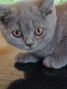 Photo №2 de l'annonce № 106073 de la vente british shorthair - acheter à Pologne annonce privée