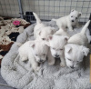 Photo №1. west highland white terrier - à vendre en ville de Bruxelles | 200€ | Annonce №123536