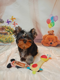 Photo №1. yorkshire terrier - à vendre en ville de Donetsk | Négocié | Annonce №5312