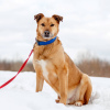 Photo №2 de l'annonce № 78100 de la vente chien bâtard - acheter à Fédération de Russie de l'abri