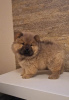 Photo №4. Je vais vendre chow-chow en ville de Zrenjanin.  - prix - négocié