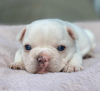 Photos supplémentaires: Chiots Bouledogue Français