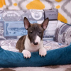 Photo №3. Chiots Bull Terrier anglais. Allemagne