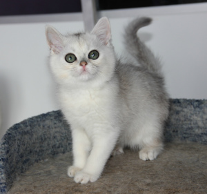 Photo №4. Je vais vendre british shorthair en ville de Moscou. de la fourrière - prix - Négocié