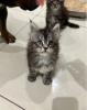 Photo №4. Je vais vendre maine coon en ville de Los Angeles.  - prix - négocié