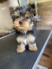 Photo №4. Je vais vendre yorkshire terrier en ville de Bonn. annonce privée - prix - 265€