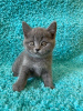 Photo №2 de l'annonce № 113144 de la vente british shorthair - acheter à France 