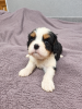 Photos supplémentaires: Chiots Cavalier King Charles Spaniel idéaux.