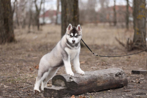 Photo №4. Je vais vendre husky de sibérie en ville de Voronezh. éleveur - prix - Négocié