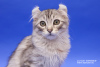 Photos supplémentaires: Un chaton de race rare American Curl.