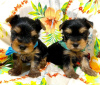 Photo №2 de l'annonce № 97261 de la vente biewer yorkshire terrier - acheter à Allemagne annonce privée