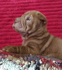 Photo №2 de l'annonce № 115414 de la vente shar pei - acheter à Fédération de Russie annonce privée, éleveur