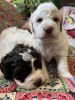 Photos supplémentaires: Chiots Lagotto Romagnolo