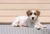 Photo №1. jack russell terrier - à vendre en ville de Aigle | négocié | Annonce №53816