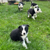 Photo №1. border collie - à vendre en ville de Bremen | négocié | Annonce №42513