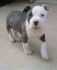 Photo №3. Chiots American Staffordshire Terrier. Bulgarie